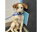 Adopt Duck a Cattle Dog