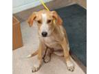 Adopt Big Man a Mixed Breed