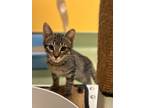 Adopt Puma a Domestic Short Hair