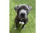 Adopt Macaroni a Pit Bull Terrier, Mixed Breed
