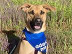 Adopt Gizmo a Shepherd, Retriever