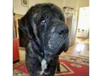Adopt Groot a Mastiff, Hound