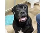 Adopt Rexamous a Mastiff