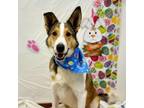 Adopt Frodo a Collie