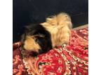 Adopt Surf a Guinea Pig