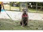 Adopt Pauly D a Boerboel, Mixed Breed