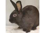 Adopt Moosetracks and Butter Pecan a American