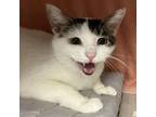 Adopt Bogg a Domestic Short Hair