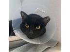 Adopt Simba a Domestic Short Hair