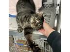 Adopt Wally a Domestic Short Hair