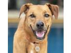 Adopt Corey a Labrador Retriever, Hound
