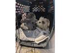 Adopt Tippy a Guinea Pig