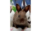 Adopt Coco a Bunny Rabbit