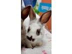 Adopt Poppy a Bunny Rabbit