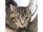 Adopt Romeo a Domestic Short Hair