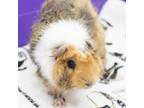 Adopt Neville a Guinea Pig