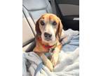 Adopt Buddy a Beagle