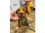 Adopt Ranger a English Pointer, Labrador Retriever