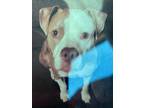 Adopt Boss $25 a Pit Bull Terrier, Mixed Breed