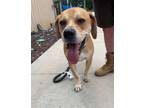 Adopt Fred $25 Fostered a Mountain Cur, Mixed Breed