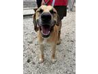 Adopt Bandit $25 Fostered a Mountain Cur, Mixed Breed