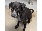 Adopt Boy a Australian Cattle Dog / Blue Heeler