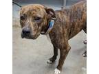 Adopt Budda a American Staffordshire Terrier