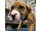 Adopt Gummy Bear a Boxer