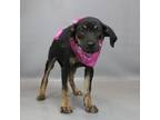 Adopt Clyde a Hound