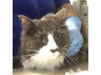 Adopt Pringle a Domestic Medium Hair