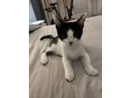 Adopt Frank a Domestic Short Hair