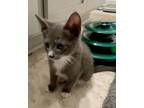 Adopt Hansel a Domestic Short Hair