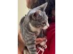 Adopt Garland a Domestic Short Hair
