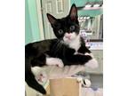 Adopt Ford a Domestic Short Hair