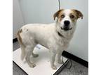 Adopt Spot a Mixed Breed