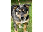 Adopt Buddy a Australian Shepherd