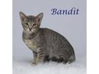 Adopt Bandit C24-216 a Domestic Short Hair