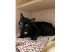Adopt Estello a Domestic Short Hair