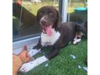 Adopt Orville a Chocolate Labrador Retriever