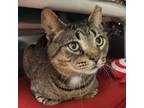 Adopt Collin a Domestic Short Hair