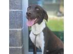 Adopt Wilbur a Chocolate Labrador Retriever