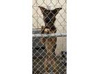 Adopt Ray a Shepherd
