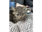 Adopt Bear a Domestic Short Hair