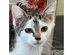 Adopt Sarge a Domestic Short Hair