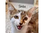 Adopt Simba a Domestic Short Hair