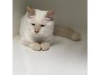 Adopt BellBottom a Domestic Long Hair