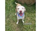 Adopt Chipper a Pit Bull Terrier