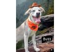 Adopt BUZZ a Rhodesian Ridgeback