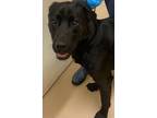 Adopt BOOMER a Labrador Retriever