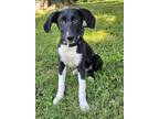 Adopt PUPPY TONY a Labrador Retriever